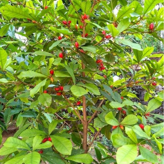 bibit tanaman miracle fruit sudah berbunga/berbuah