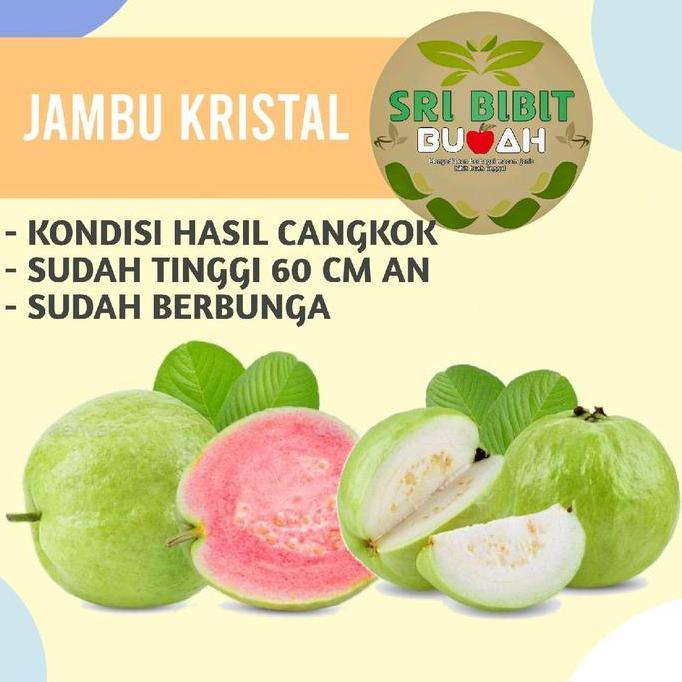 BENIH TANAMAN JAMBU KRISTAL