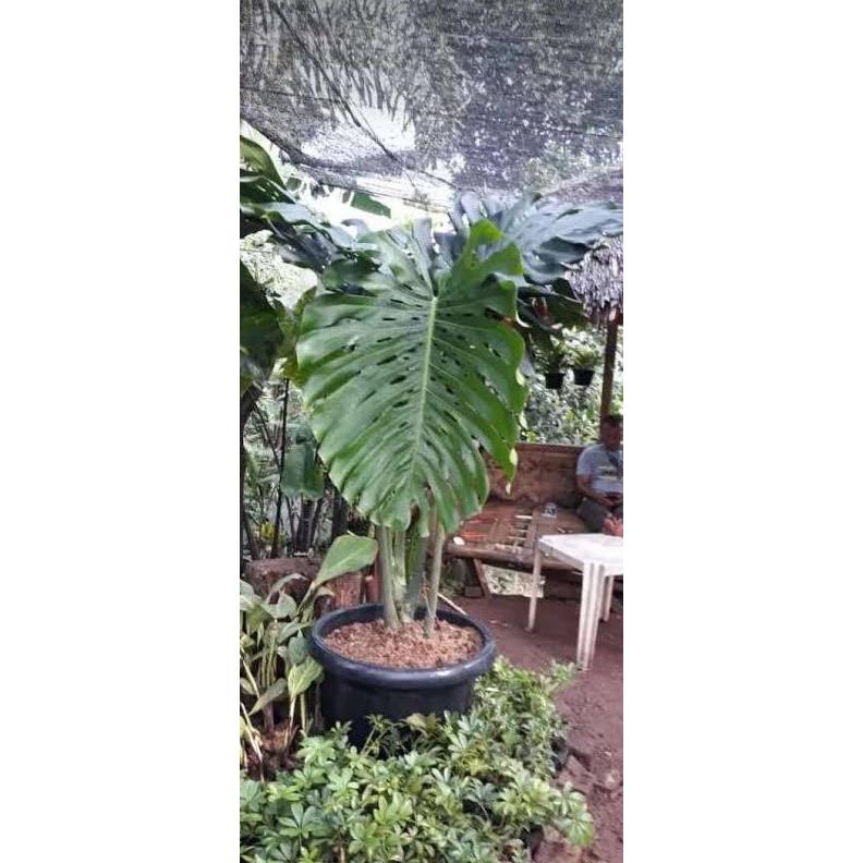 Monstera king size jumbo