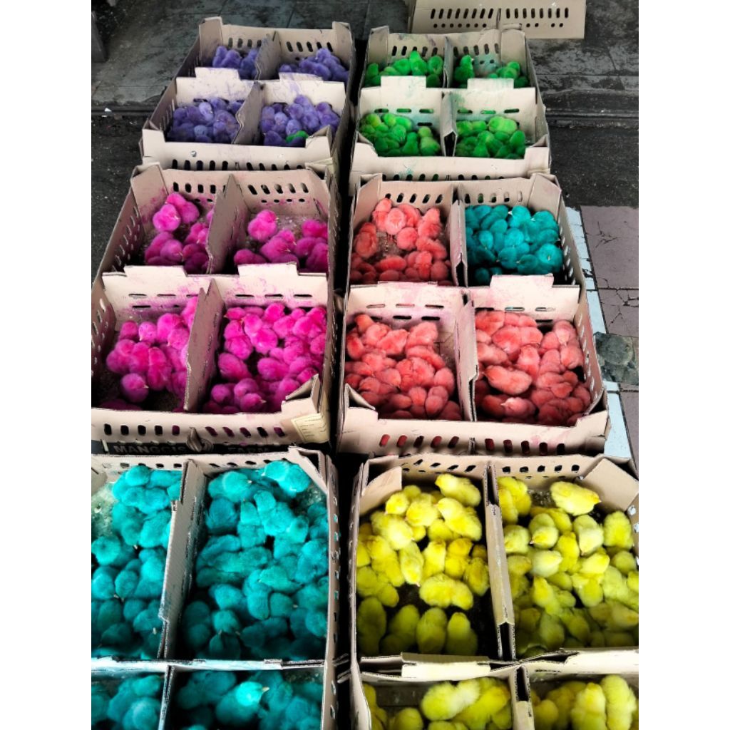 ayam warna warni - DOC ayam warna - ayam kecil warna warni