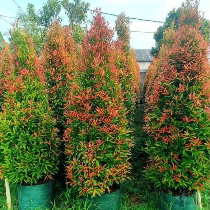 Pohon Pucuk Merah 1 Meter