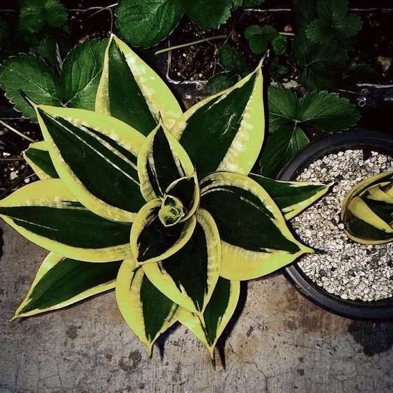 TANAMAN HIAS SANSIVERA MINI PAGODA - TANAMAN HIAS INDOOR