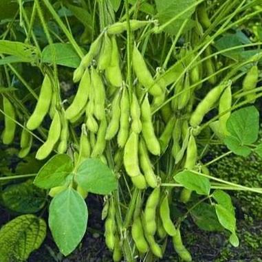 benih KEDELAI EDAMAME JEPANG RYOKO 75 bibit unggul berkualitas