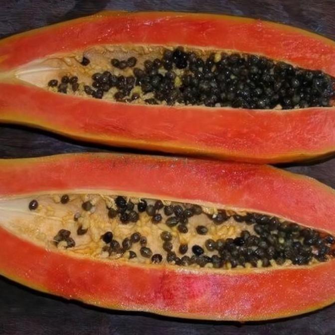 Biji Benih Pepaya Raksasa F1 Import / Benih Pepaya Raksasa Langka Unik