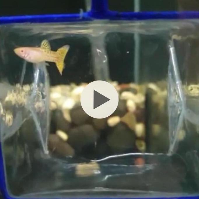 Guppy Amssyl / Albino metal snake skin yellow lace juve