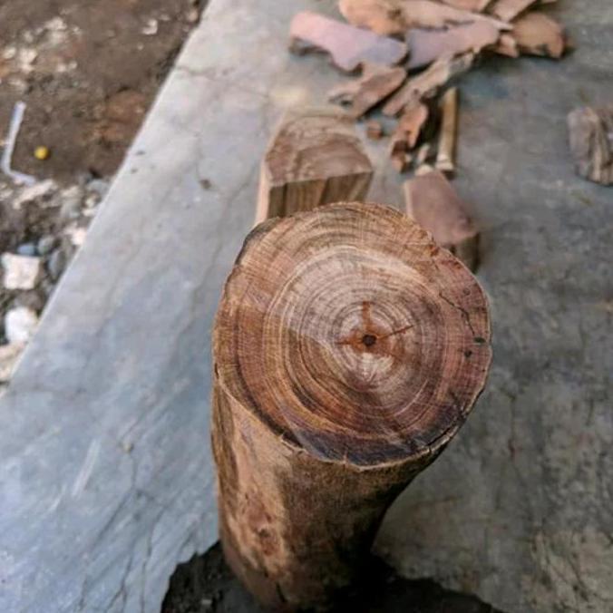 bahan kayu gaharu atau kayu raja Agatis tembus cahaya
