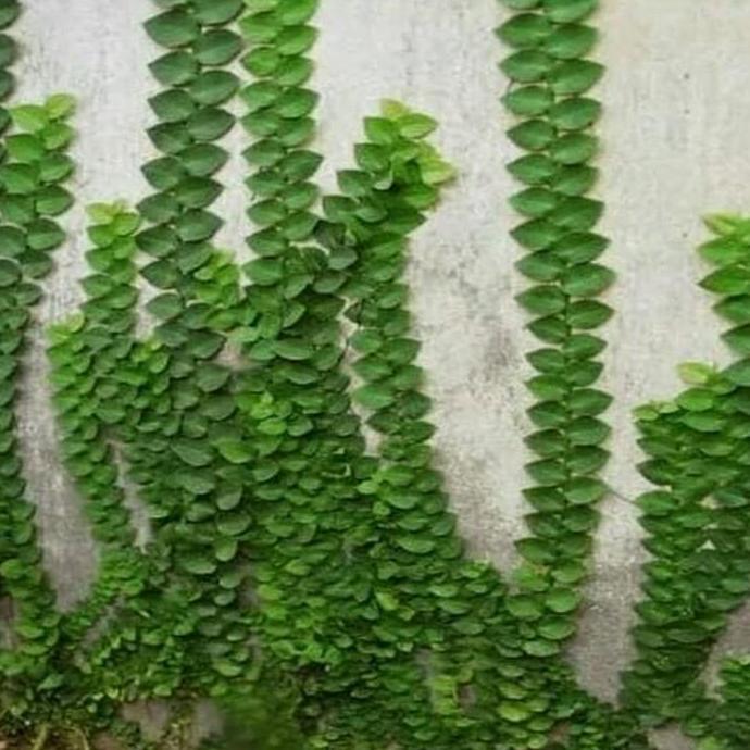 Bibit Tanaman hias dollar daun besar,jumbo/dolar rambat dinding tembok