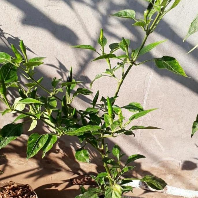 bibit tanaman pohon cengek, gojek/grab only, bibit cengek domba