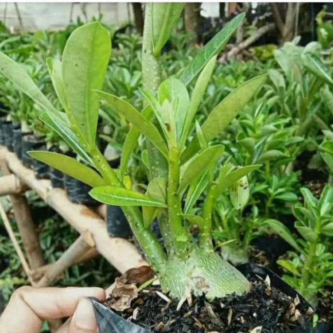 (Allthebest) KAMBOJA JEPANG BONGGOL BESAR ADENIUM