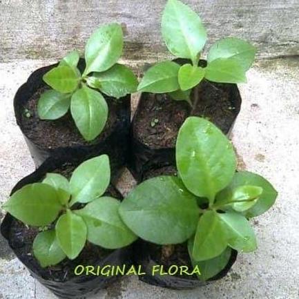 Bibit Daun Binahong Bibit Binahong Pohon Binahong Anredera cordifolia