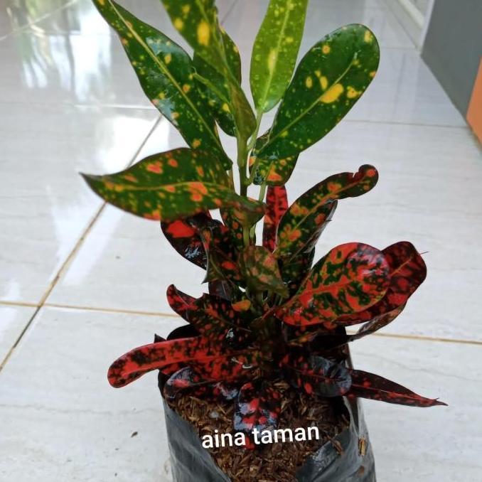 POHON PURING TERI DAUN MERAH-tanaman puring teri daun merah