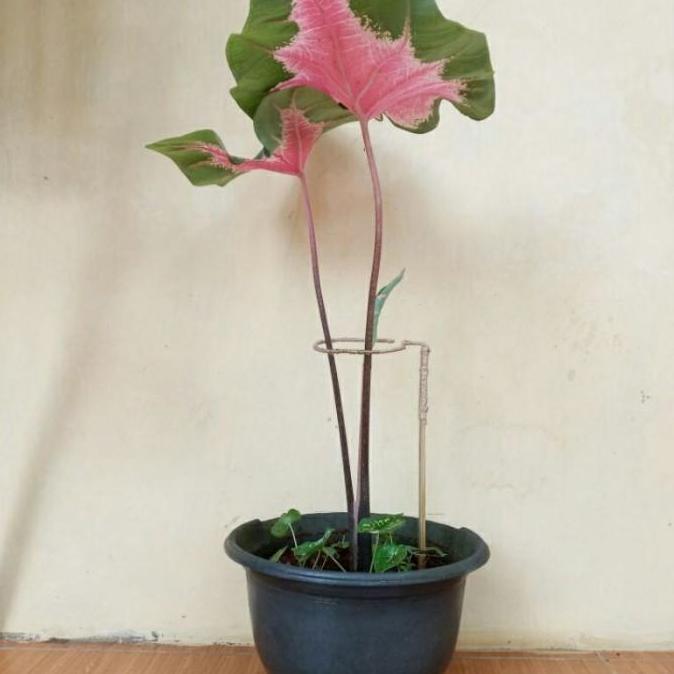 Turus Keladi Penyangga Tanaman Keladi