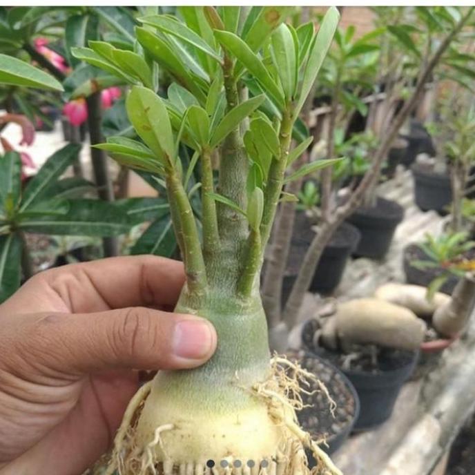 KAMBOJA JEPANG BONGGOL BESAR ADENIUM