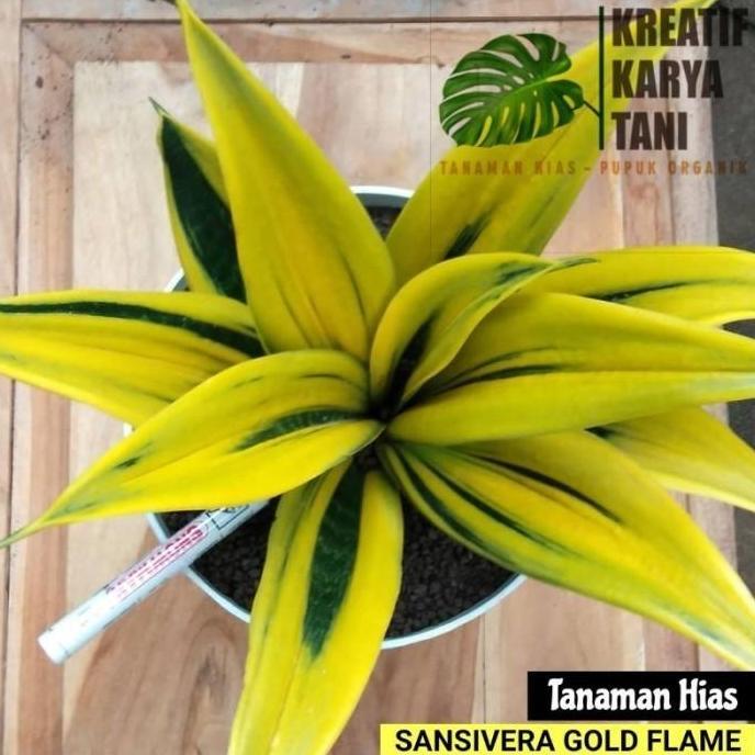 Tanaman hias sansivera gold flame - Sansivera golden flame - sansivera