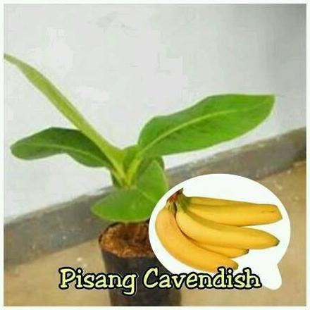 Bibit Pisang Cavendish Sunpride