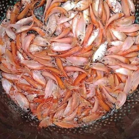 bibit nila bangkok monosex size jempol