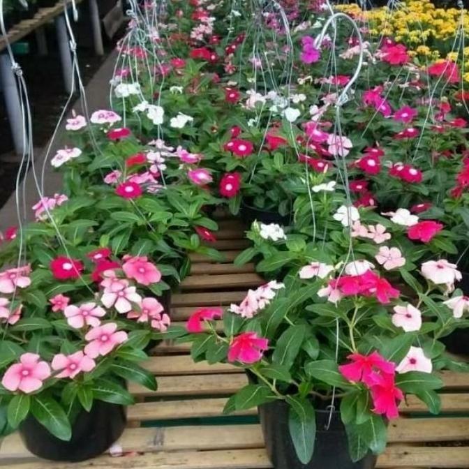 TANAMAN HIAS BUNGA VINCA GANTUNG + POT