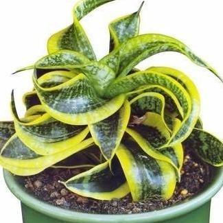 Tanaman Hias Sansivera Twister Sister - Indoor Succulent Plants