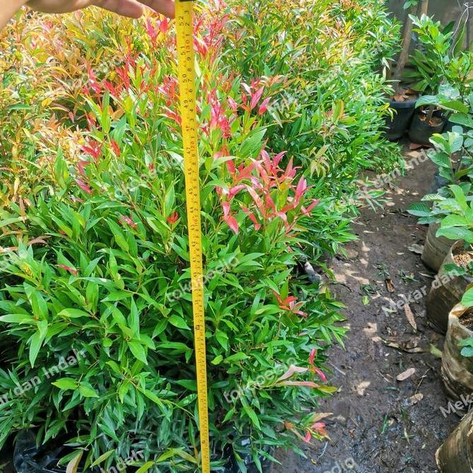 Grdwill- Tanaman Pucuk Merah Besar Sudah Rimbun Banget, Pucuk Merah