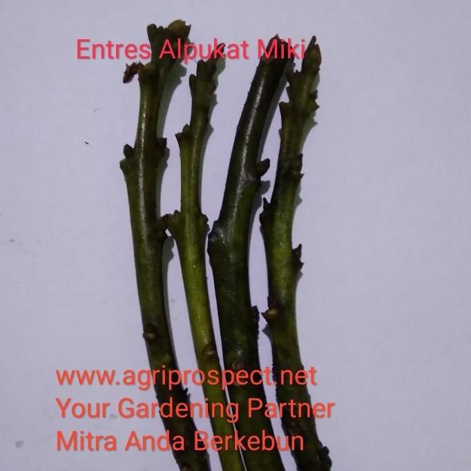 entres Alpukat Miki 4 batang