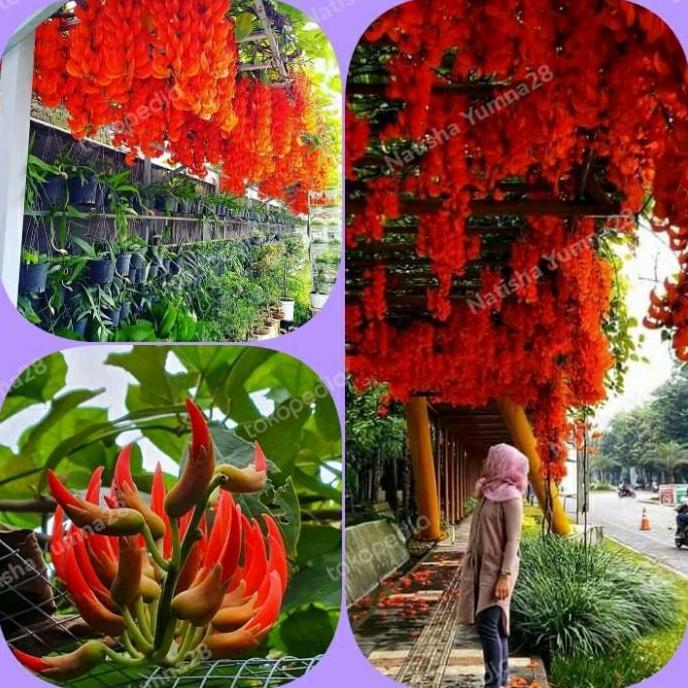 Flame of Irian & Bibit Tnaman Flame Of irian