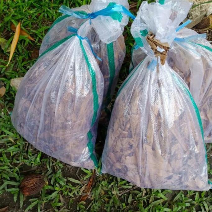 Jangkrik Alam Hidup Karungan Setengah Kilo