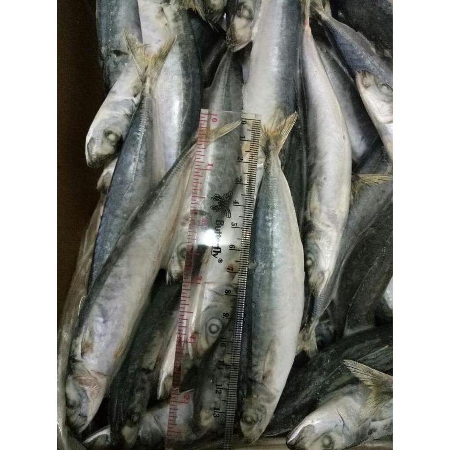 Fishboy- Ikan Layang Cuek 200-250 Beku Per Dus