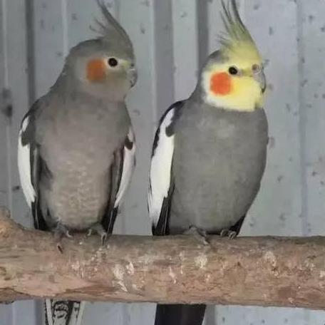 Bridwoi- Burung Falk Parkit Australia Grey Burung Parkit Australia Falk Grey