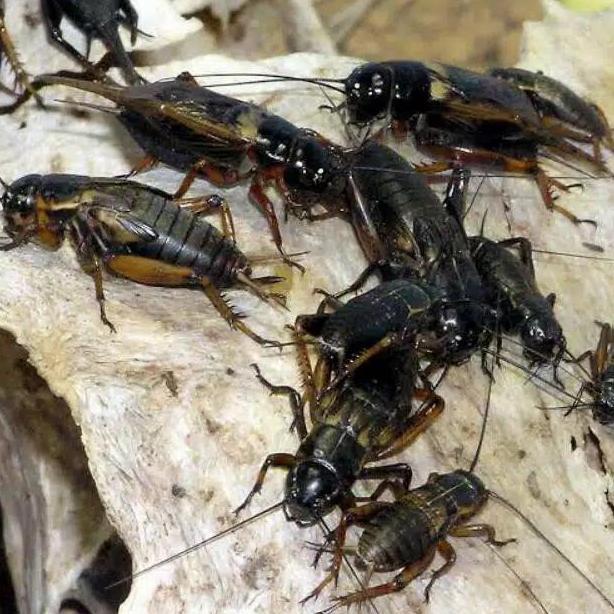 Bridwoi- Jangkrik Hidup Pakan Burung Ikan Reptil Jangkrik Ternak Free Toples