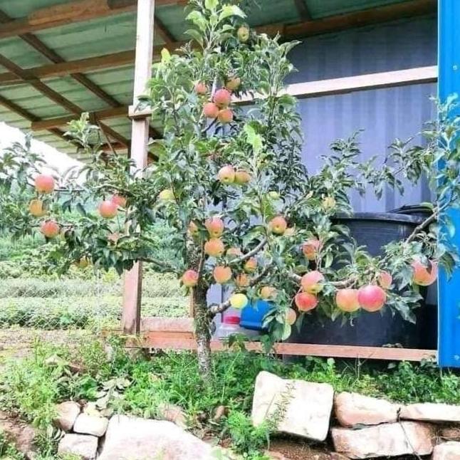 Paket isi 2 pohon bibit apel fuji