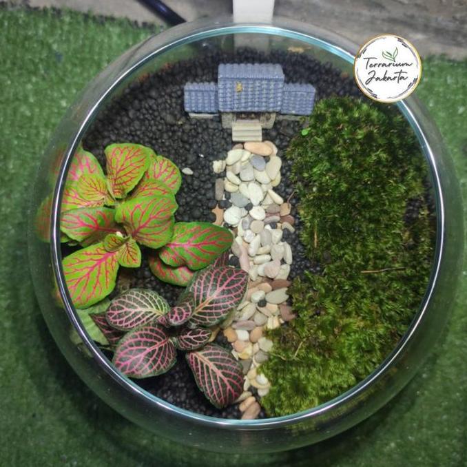 TERBARU - Fittoterra / Simple Terrarium / Terrarium Hutan / Terrarium KIT