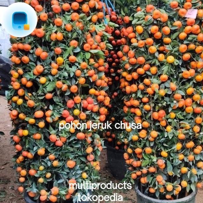Terlaris Pohon Jeruk Imlek Ukuran Besar
