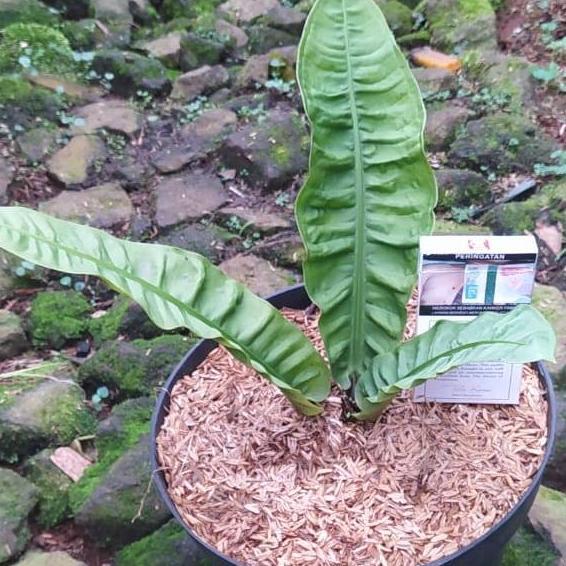 Terlaris Tanaman Hias Anthurium Reflexinervium