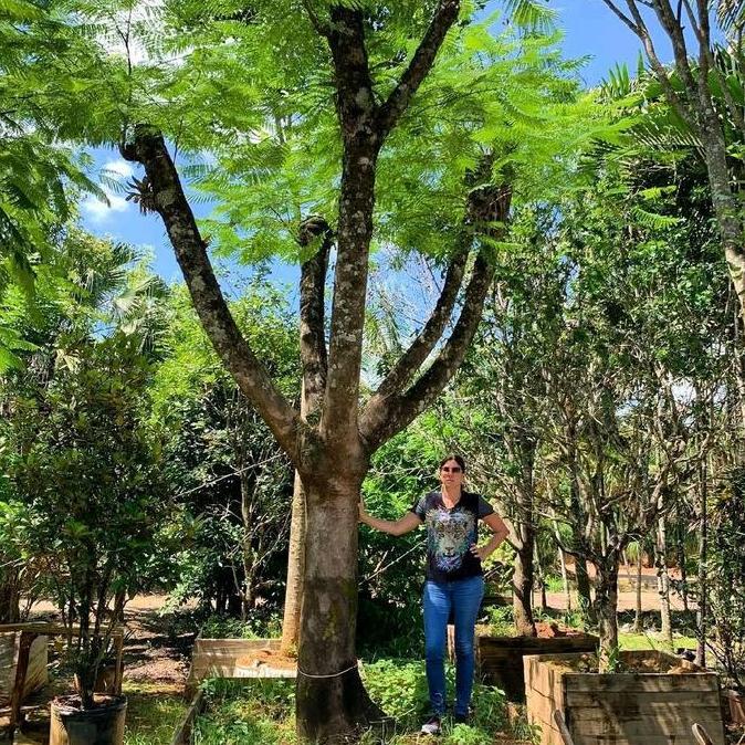 Terlaris Pohon Flamboyan Tinggi 5 Meter / Tanaman Peneduh Pohon Flamboyan / Diameter Batang 20Cm / T