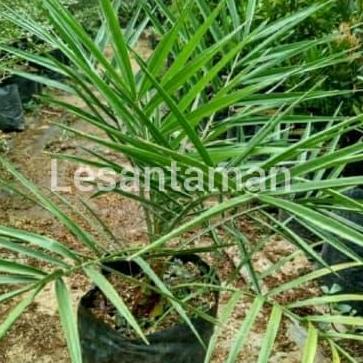 Terlaris Tanaman Hias Palm Kenari/Pohon Palm Kenari