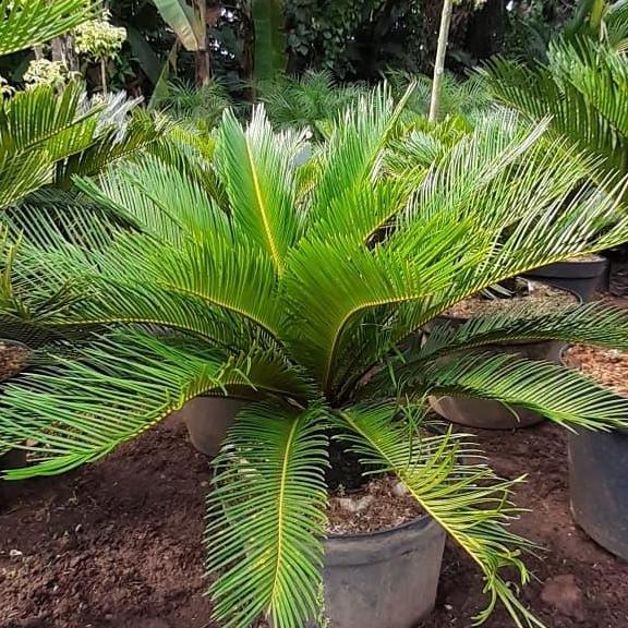 Terlaris Tanaman Hias Sikas Besar - Pohon Sikas Jumbo