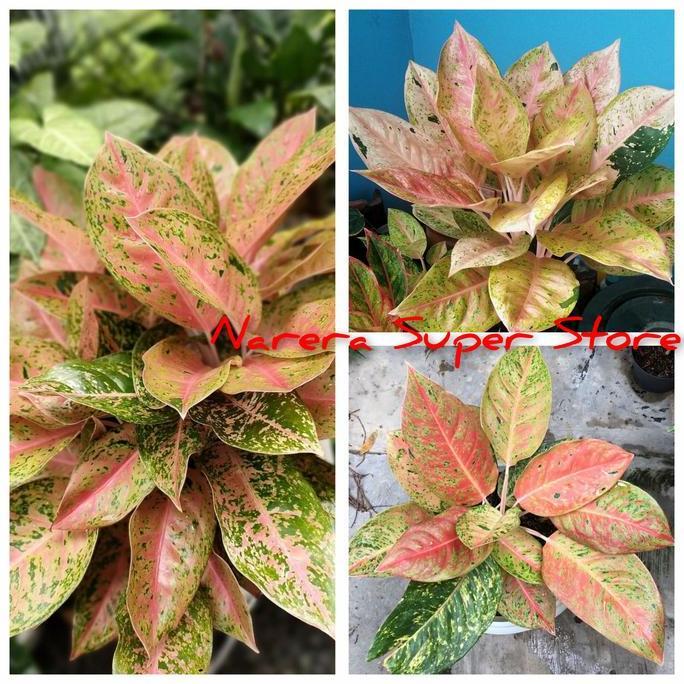Terlaris Aglonema Big Roy Aglaonema Dewasa Remaja Anakan Tanaman Hias Bunga