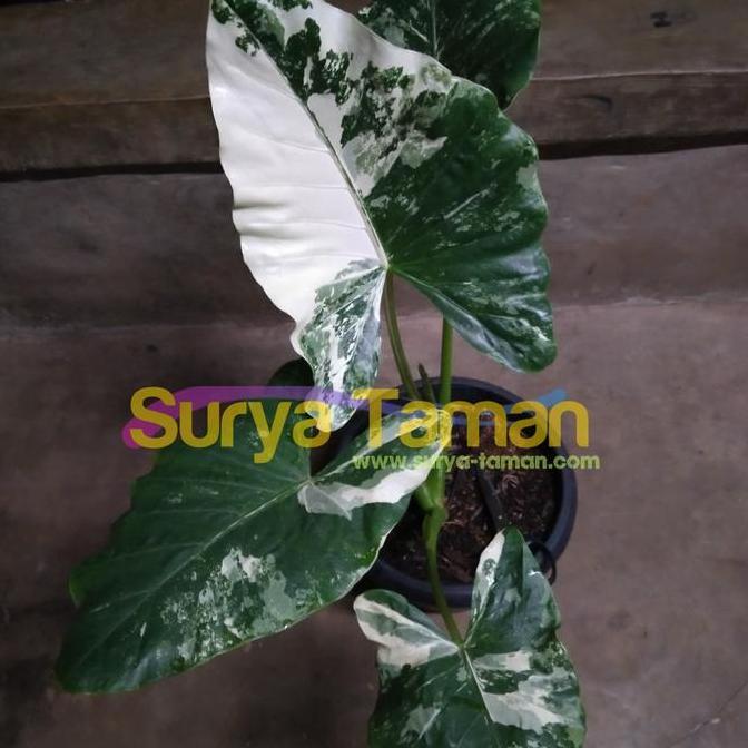 Terlaris Tanaman Hias Sente Variegata-Sente Variegata Jepang-Pohon Sente