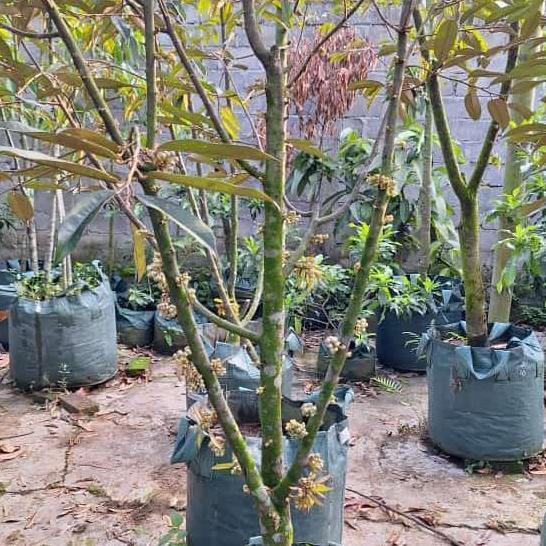 Terlaris Pohon Durian Musangking Berbuah/Durian Musangking Berbunga 2Mtr/