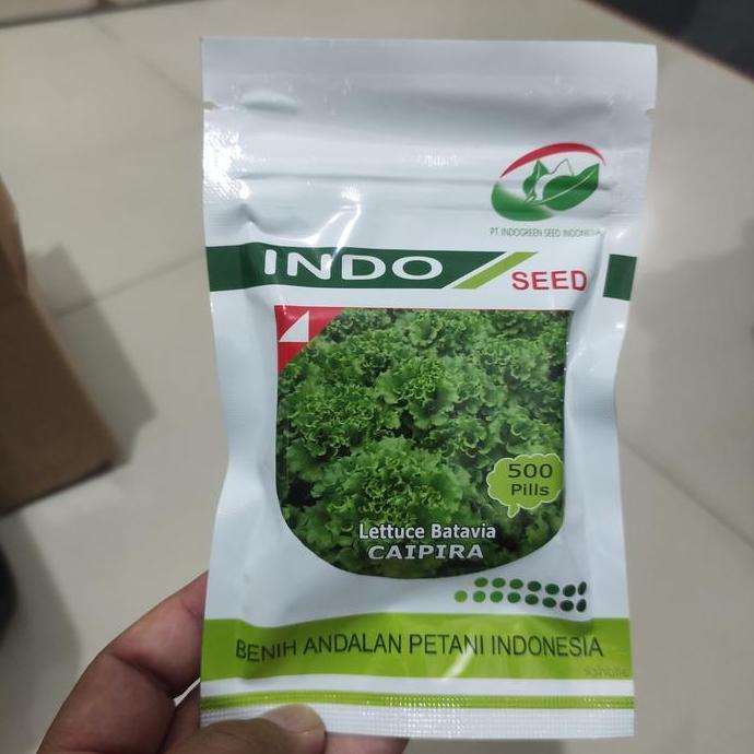 Benih Selada Caipira kemasan 500 pills HJ