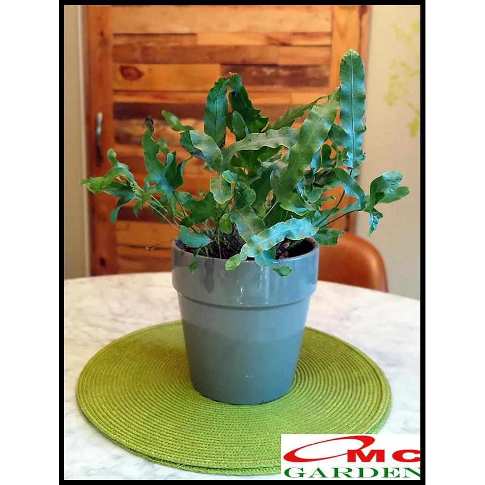 BEST DEAL TANAMAN HIAS PAKIS PACIS  BINTANG BIRU PHLEBODIUM AUREUM MANDAIANUM 