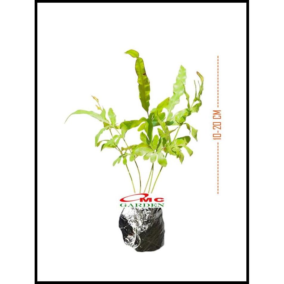 GRATIS ONGKIR TANAMAN HIAS PAKIS PACIS  BINTANG BIRU PHLEBODIUM AUREUM MANDAIANUM 