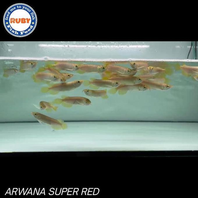 ARWANA SUPER RED / BABY SUPER RED / ARWANA SUPER RED SIZE KECIL