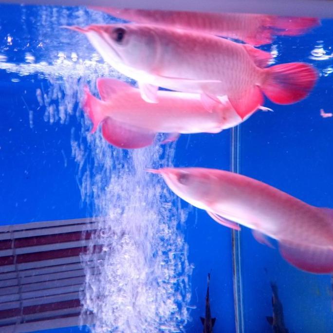 ikan arwana super red berkualitas