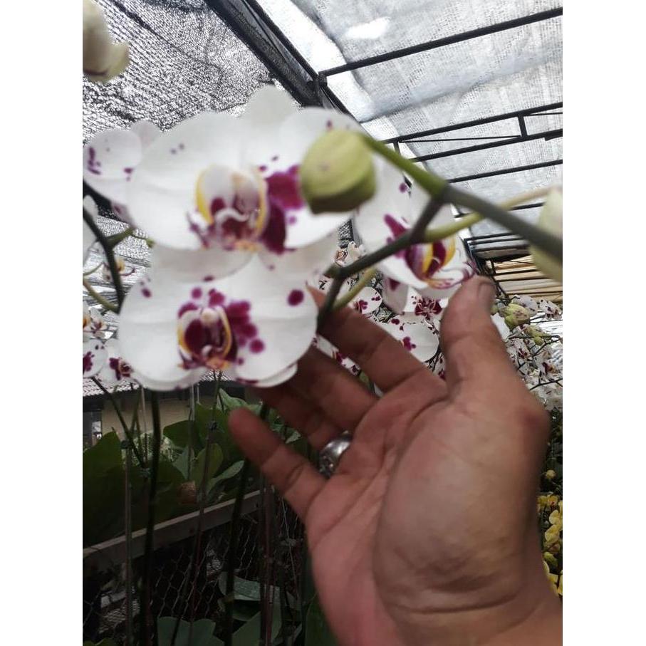 Anggrek Bulan Bunga Besar warna Putih Lidah dan totol merah