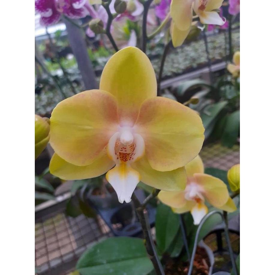 Anggrek Bulan Mini Soft Yellow / kuning lembut