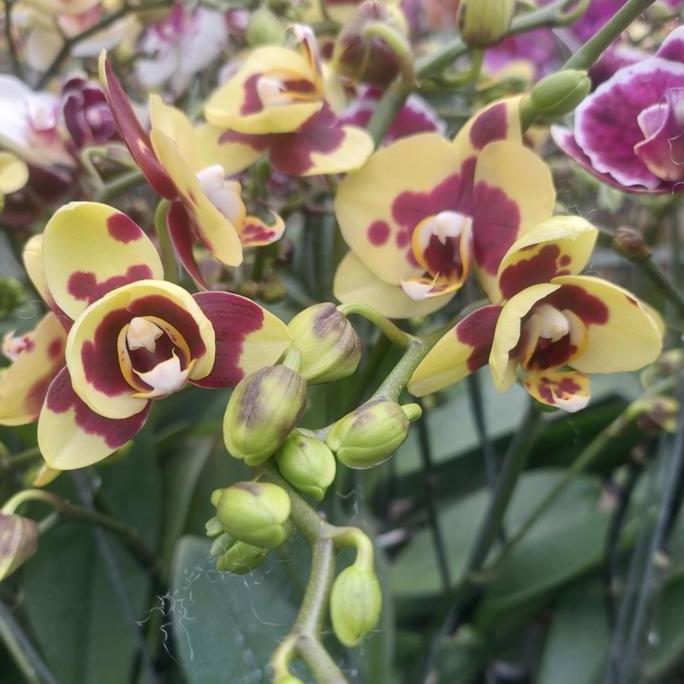 Anggrek Bulan Mini Kuning Bersulam Merah