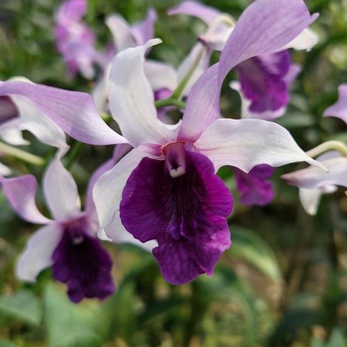 [ DEWASA ] Dendrobium Indonesia Raya "Blue"
