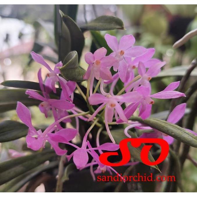 Ascocentrum ampullaceum | Vanda ampullacea