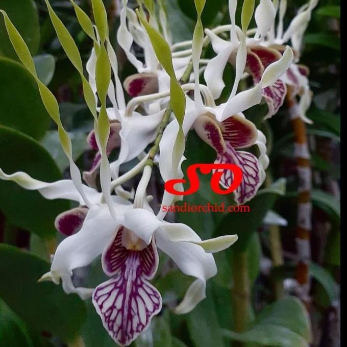[ REMAJA ] Dendrobium stratiotes